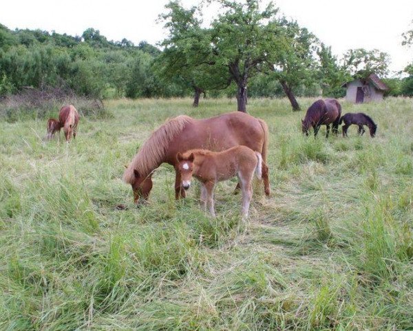 Zuchtstute Björt vom Tiefenbachtal (Islandpferd, 2000, von Bassi fra Bakka)