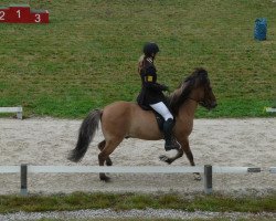 Pferd Viljar vom Blaudenberg (Islandpferd, 2001, von Leiknir frá Laugavöllum)