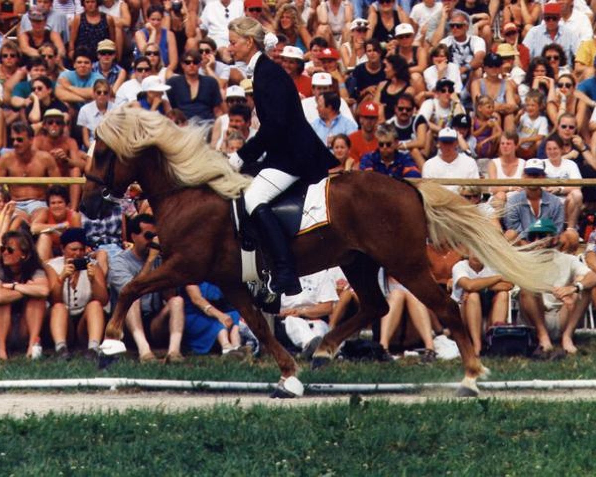 Deckhengst Mergur vom Wendalinushof (Islandpferd, 1985, von Magnus vom Grenzland)
