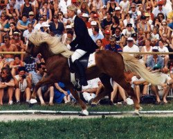 stallion Mergur vom Wendalinushof (Iceland Horse, 1985, from Magnus vom Grenzland)