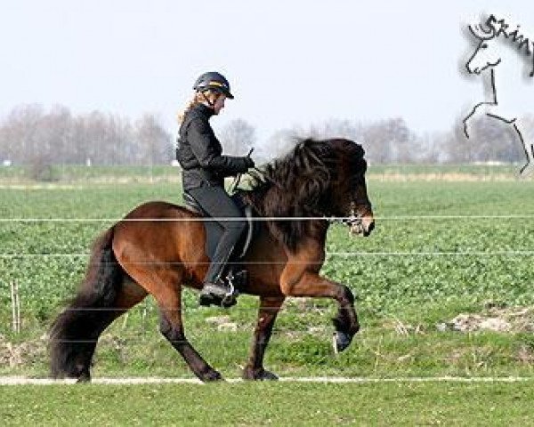 stallion Visir vom Birkenhof (Iceland Horse, 2001, from Dökkvi fra Mosfelli)