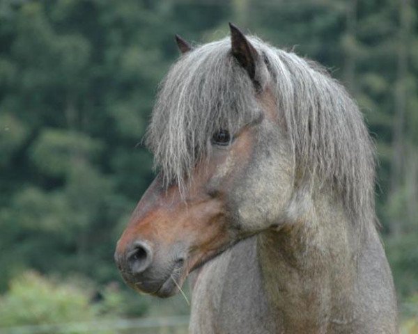 stallion Yngri von Kramersbruch (Iceland Horse, 1987, from Hlynur frá Báreksstöðum frá Hvanneyri)