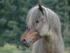 stallion Yngri von Kramersbruch (Iceland Horse, 1987, from Hlynur frá Báreksstöðum frá Hvanneyri)