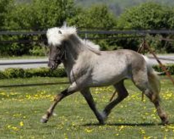 Pferd Feykir von Gut Lindenhof (Islandpferd, 2008, von Bokki frá Akureyri)