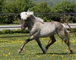 horse Feykir von Gut Lindenhof (Iceland Horse, 2008, from Bokki frá Akureyri)