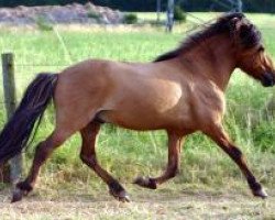 stallion Kjarkur vom Heesberg (Iceland Horse, 1999, from Kolgrimur fra Kjarnholtum I)