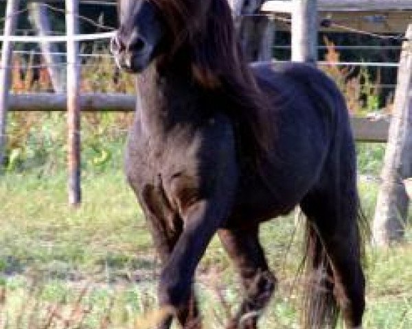 stallion Höss vom Gut Lindenhof (Iceland Horse, 1987, from Hrafn frá Kröggólfsstöðum)