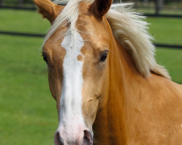 dressage horse Carpe Diem 67 (German Riding Pony, 2009, from Top Champy)