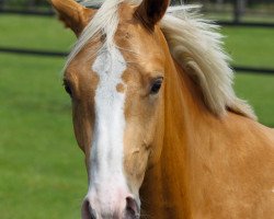 dressage horse Carpe Diem 67 (German Riding Pony, 2009, from Top Champy)