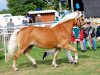 broodmare Hellen (6,05% ox) (Edelbluthaflinger, 1998, from Nepal (3,125% ox))