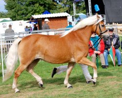 broodmare Hellen (6,05% ox) (Edelbluthaflinger, 1998, from Nepal (3,125% ox))