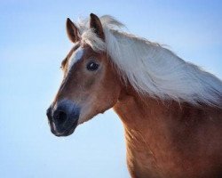 broodmare Stina (Haflinger, 1995, from El.H. /P.H Steinadler)