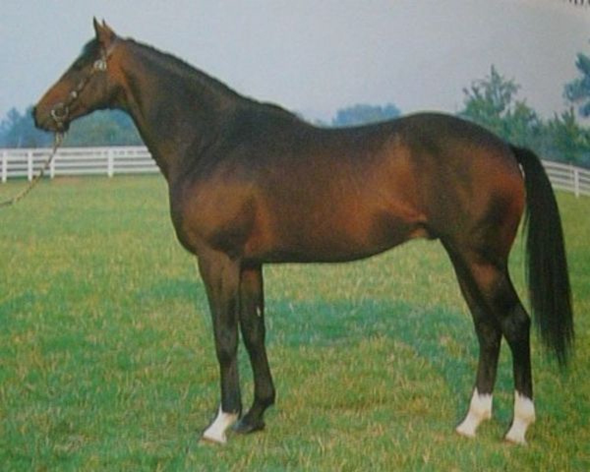 Deckhengst Lashkari xx (Englisches Vollblut, 1981, von Mill Reef xx)