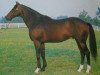 stallion Lashkari xx (Thoroughbred, 1981, from Mill Reef xx)
