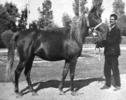 broodmare Fifi EAO (Arabian thoroughbred, 1963, from Anter 1946 EAO)