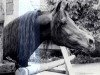 stallion Farouk EAO (Arabian thoroughbred, 1971, from Tuhotmos 1962 EAO)