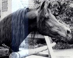 stallion Farouk EAO (Arabian thoroughbred, 1971, from Tuhotmos 1962 EAO)