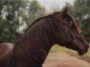 stallion Shams El Arabi EAO (Arabian thoroughbred, 1978, from Farouk EAO)