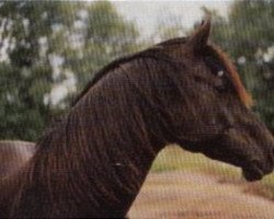 stallion Shams El Arabi EAO (Arabian thoroughbred, 1978, from Farouk EAO)