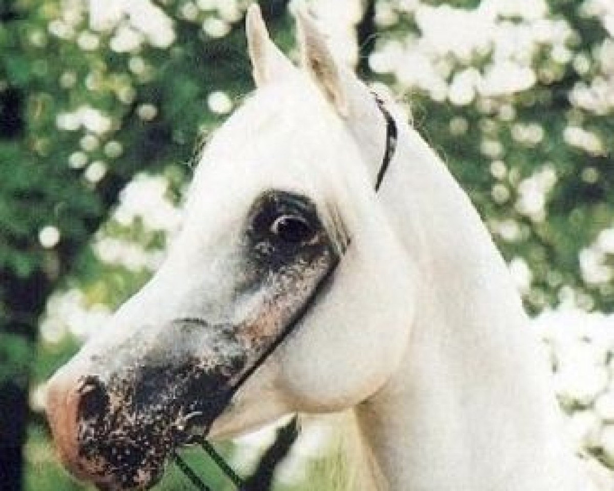 Deckhengst Mashour ox (Vollblutaraber, 1980, von Madkour I ox)