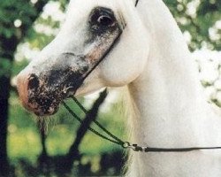 stallion Mashour ox (Arabian thoroughbred, 1980, from Madkour I ox)