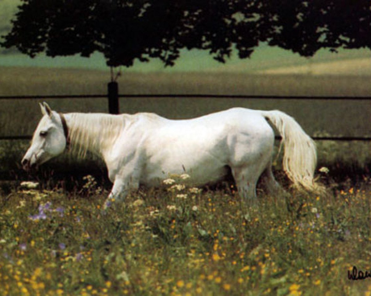 broodmare Nabya 1969 EAO (Arabian purebred, 1969, from Hadban Enzahi 1952 EAO)