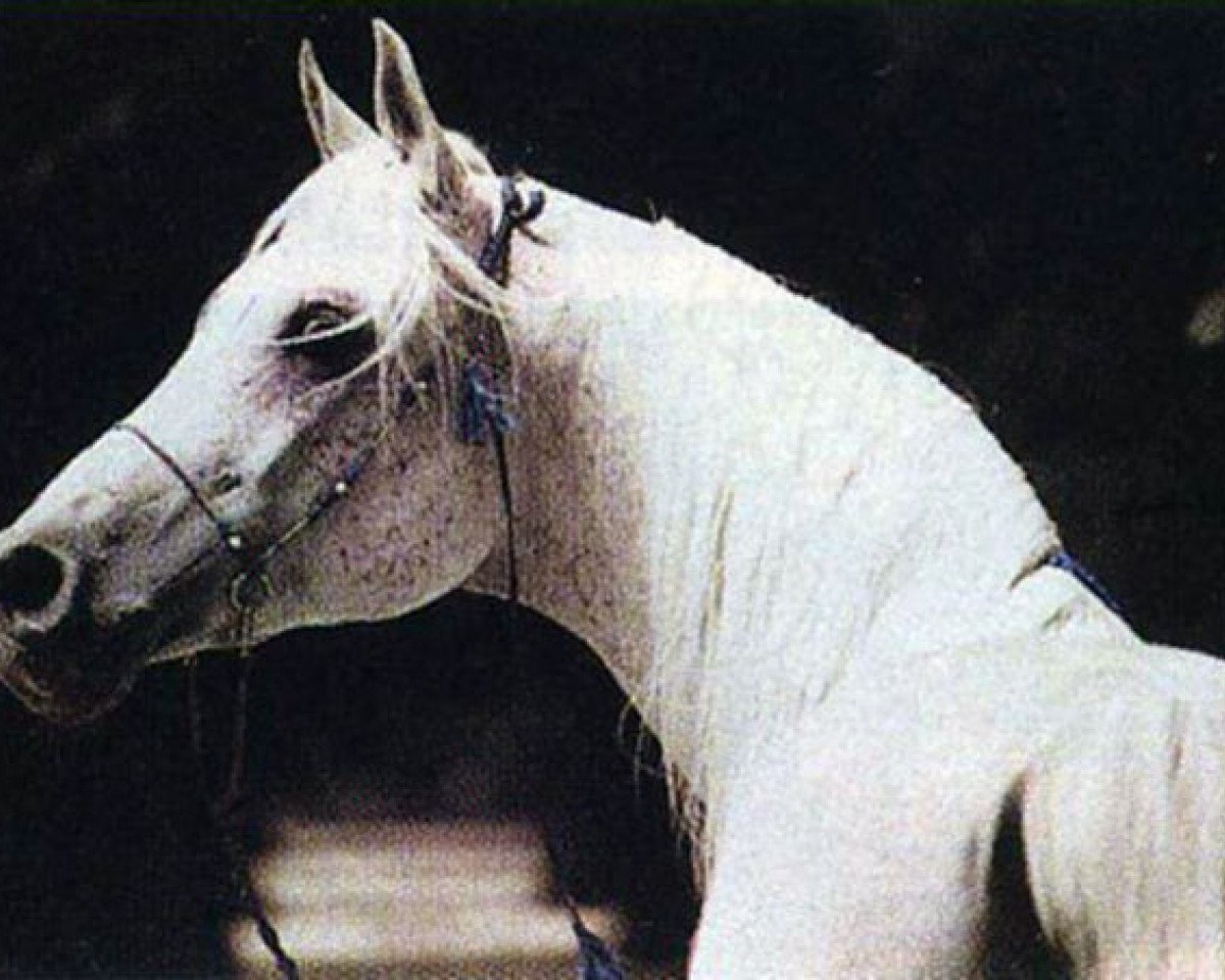 stallion Nasir EAO (Arabian purebred, 1978, from Gharib ox)