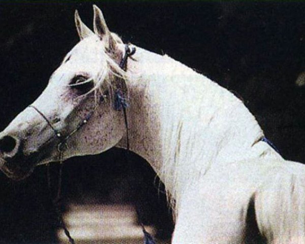 stallion Nasir EAO (Arabian thoroughbred, 1978, from Gharib 1965 EAO)