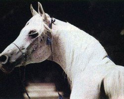 stallion Nasir EAO (Arabian thoroughbred, 1978, from Gharib ox)