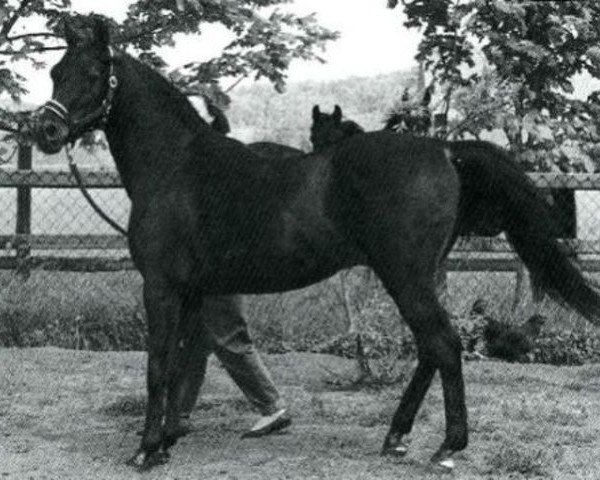 stallion Joka-Tuam 1972 ox (Arabian thoroughbred, 1972, from Kassam ox)