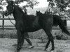 stallion Joka-Tuam 1972 ox (Arabian thoroughbred, 1972, from Kassam ox)