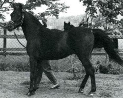 Deckhengst Joka-Tuam 1972 ox (Vollblutaraber, 1972, von Kassam ox)