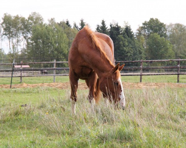 broodmare Kaprice (Oldenburg, 1987, from Diabolino)