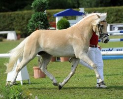 Zuchtstute Stense (Haflinger, 2010, von Steinbach)