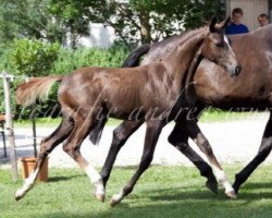 broodmare Carla (Bavarian, 2012, from Benetton Dream FRH 1301)