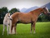 broodmare Uccella II (6,25% ox) (Edelbluthaflinger, 2003, from Nathian (3,125% ox))