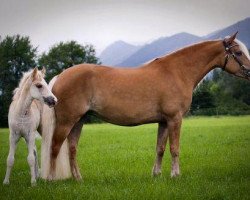 broodmare Uccella II (6,25% ox) (Edelbluthaflinger, 2003, from Nathian (3,125% ox))