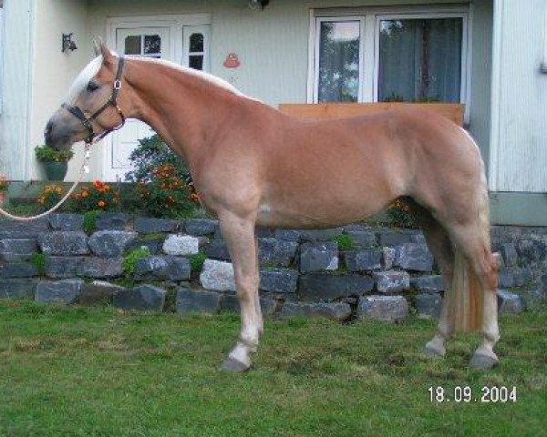 Pferd Tanesa (Haflinger, 1998, von Nabucco)