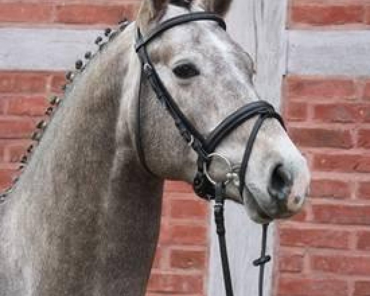 stallion Leodor (Mecklenburg, 2010, from Levisonn 208 FIN)