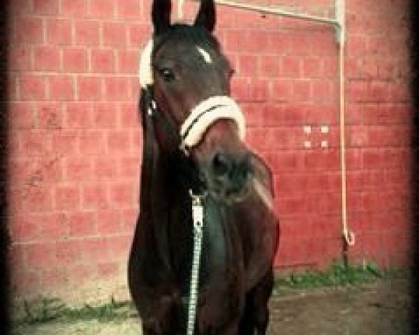 horse Lanski xx (Thoroughbred, 1998, from Indian Ridge xx)