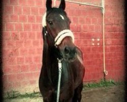 horse Lanski xx (Thoroughbred, 1998, from Indian Ridge xx)