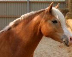 broodmare Weisena (Haflinger, 1999, from Nabucco)