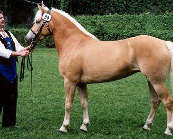 broodmare Zukunft (Haflinger, 1996, from Nemo)