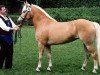 broodmare Zukunft (Haflinger, 1996, from Nemo)