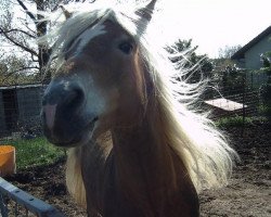 stallion Winterstern (Haflinger, 1991, from Winterstein)