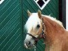 broodmare Wallerie (Haflinger, 1999, from Wolkenstein)