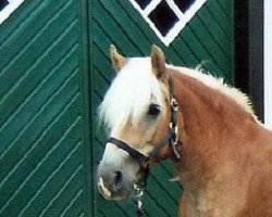 broodmare Wallerie (Haflinger, 1999, from Wolkenstein)