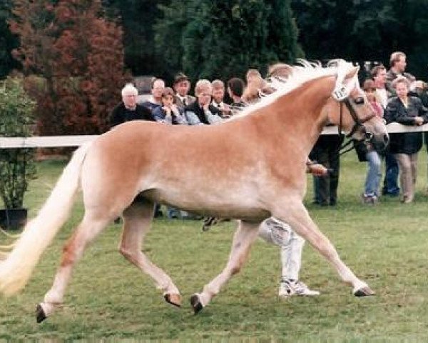 horse Wibke (Haflinger, 1992, from Wico)