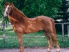stallion Gamet (Arabo-Haflinger, 1970, from Galib Ben Afas ox)