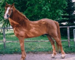 Deckhengst Gamet 49 (Arabo-Haflinger, 1970, von Galib ben Afas ox,1273)